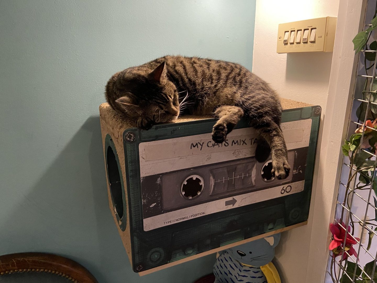 Review Katten café in Zwolle merellisanne.nl