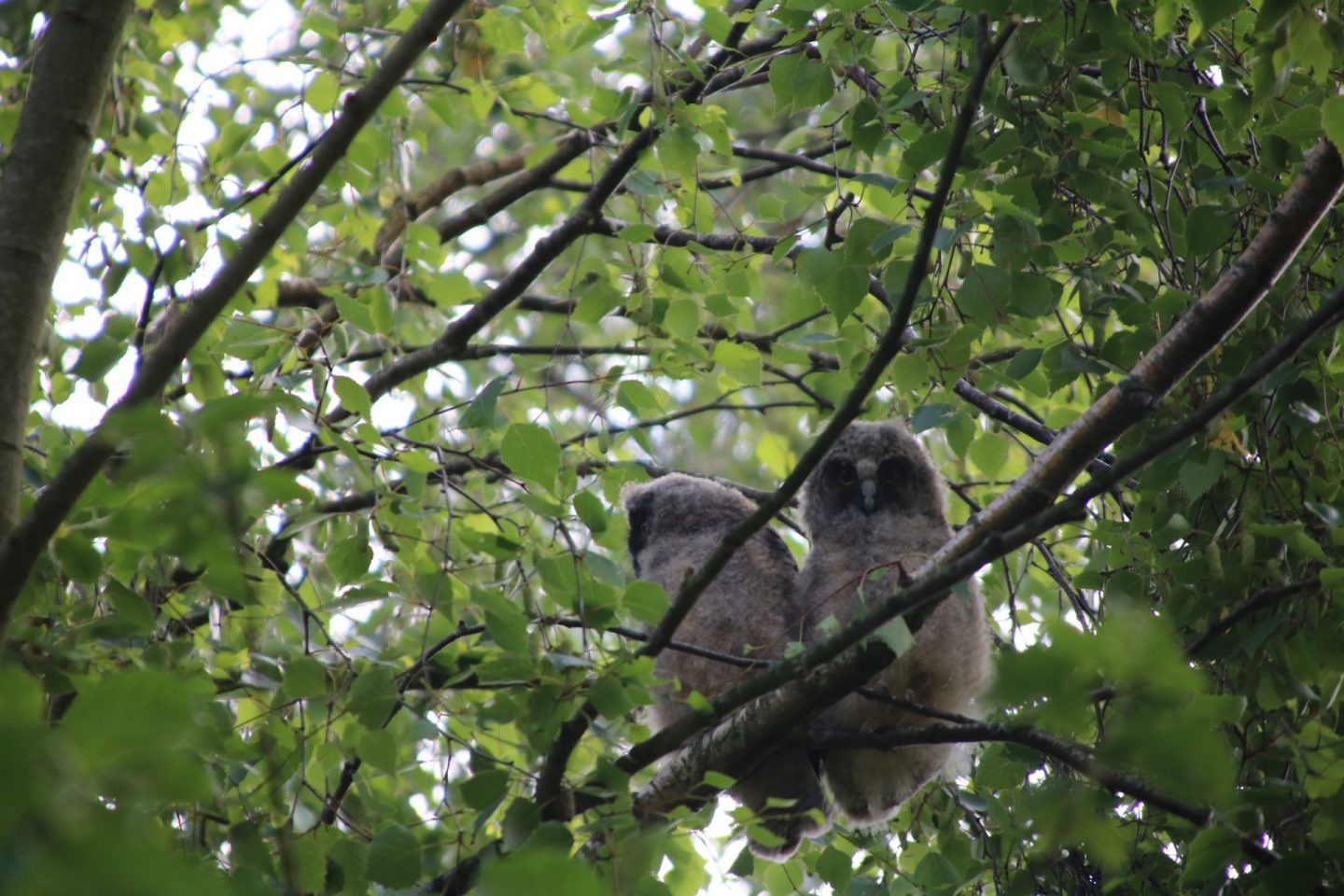 northern long-eared owl chicks