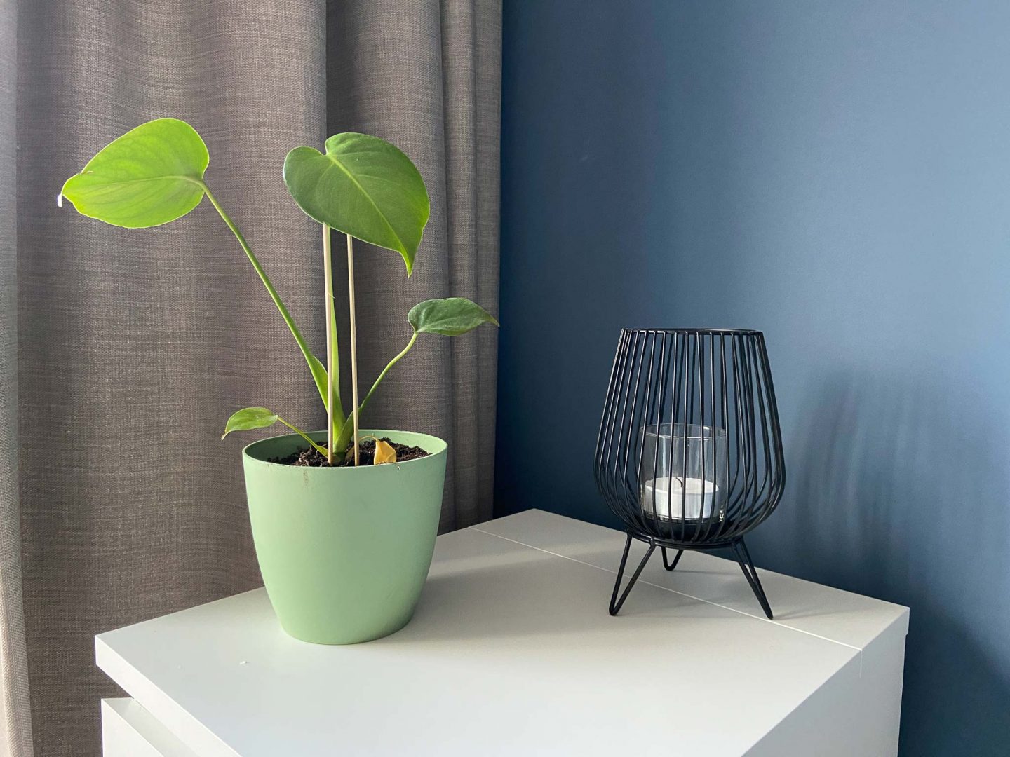 monstera plant zonder gaten