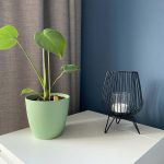 monstera plant zonder gaten